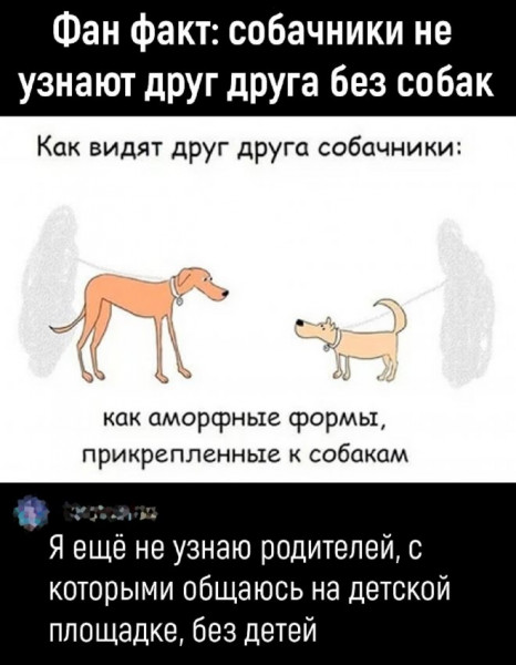 собаки
